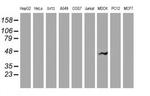 VASP Antibody in Western Blot (WB)