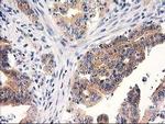 RTN4IP1 Antibody in Immunohistochemistry (Paraffin) (IHC (P))