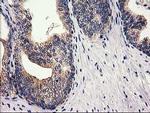 RTN4IP1 Antibody in Immunohistochemistry (Paraffin) (IHC (P))