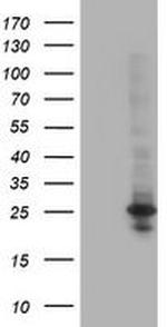 POLR2E Antibody in Western Blot (WB)