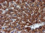 NDUFB9 Antibody in Immunohistochemistry (Paraffin) (IHC (P))