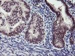 ANKRD53 Antibody in Immunohistochemistry (Paraffin) (IHC (P))