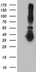 ANKRD53 Antibody in Western Blot (WB)