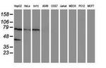 ANKRD53 Antibody in Western Blot (WB)