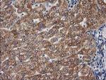 GBA3 Antibody in Immunohistochemistry (Paraffin) (IHC (P))