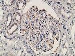 OGFOD1 Antibody in Immunohistochemistry (Paraffin) (IHC (P))