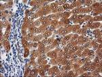 PON1 Antibody in Immunohistochemistry (Paraffin) (IHC (P))