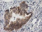 PON1 Antibody in Immunohistochemistry (Paraffin) (IHC (P))