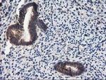 PON1 Antibody in Immunohistochemistry (Paraffin) (IHC (P))