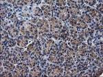 PON1 Antibody in Immunohistochemistry (Paraffin) (IHC (P))