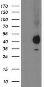 PON1 Antibody in Western Blot (WB)