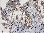 MEF2C Antibody in Immunohistochemistry (Paraffin) (IHC (P))