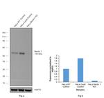 Beclin 1 Antibody in Western Blot (WB)