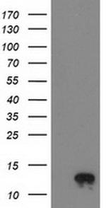 NDUFA7 Antibody in Western Blot (WB)