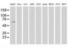 MGRN1 Antibody in Western Blot (WB)