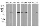 MGRN1 Antibody in Western Blot (WB)