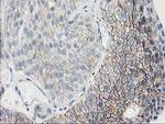 GUK1 Antibody in Immunohistochemistry (Paraffin) (IHC (P))