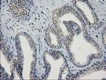 GUK1 Antibody in Immunohistochemistry (Paraffin) (IHC (P))