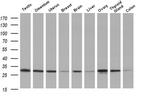 DCK Antibody in Western Blot (WB)