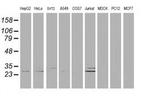 DCK Antibody in Western Blot (WB)