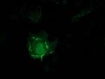 PDLIM2 Antibody in Immunocytochemistry (ICC/IF)