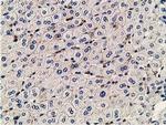 PDLIM2 Antibody in Immunohistochemistry (Paraffin) (IHC (P))