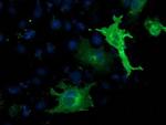 LNK Antibody in Immunocytochemistry (ICC/IF)