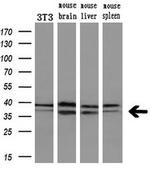 MAPRE2 Antibody in Western Blot (WB)