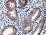 PNMT Antibody in Immunohistochemistry (Paraffin) (IHC (P))