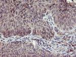 PNMT Antibody in Immunohistochemistry (Paraffin) (IHC (P))