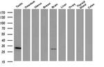 PNMT Antibody in Western Blot (WB)