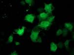 C1orf50 Antibody in Immunocytochemistry (ICC/IF)