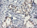 C1orf50 Antibody in Immunohistochemistry (Paraffin) (IHC (P))