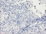 C1orf50 Antibody in Immunohistochemistry (Paraffin) (IHC (P))