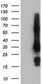 GRAP2 Antibody in Western Blot (WB)