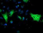 Monoacylglycerol Lipase Antibody in Immunocytochemistry (ICC/IF)