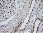 Monoacylglycerol Lipase Antibody in Immunohistochemistry (Paraffin) (IHC (P))