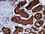 C1orf50 Antibody in Immunohistochemistry (Paraffin) (IHC (P))