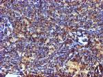 C1orf50 Antibody in Immunohistochemistry (Paraffin) (IHC (P))