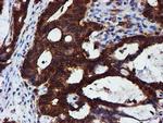 C1orf50 Antibody in Immunohistochemistry (Paraffin) (IHC (P))