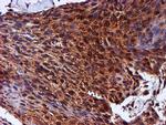 C1orf50 Antibody in Immunohistochemistry (Paraffin) (IHC (P))