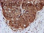 C1orf50 Antibody in Immunohistochemistry (Paraffin) (IHC (P))