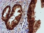 C1orf50 Antibody in Immunohistochemistry (Paraffin) (IHC (P))