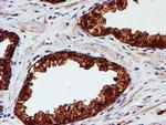 C1orf50 Antibody in Immunohistochemistry (Paraffin) (IHC (P))