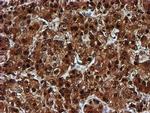 C1orf50 Antibody in Immunohistochemistry (Paraffin) (IHC (P))