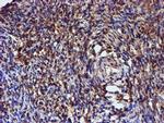 C1orf50 Antibody in Immunohistochemistry (Paraffin) (IHC (P))