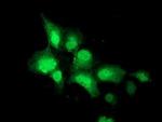 NEU2 Antibody in Immunocytochemistry (ICC/IF)