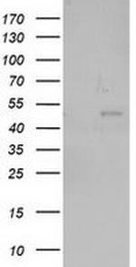 NEU2 Antibody in Western Blot (WB)