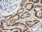 Adenylate Kinase 4 Antibody in Immunohistochemistry (Paraffin) (IHC (P))