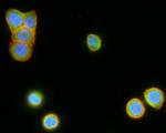 LGR5 Antibody in Immunocytochemistry (ICC/IF)